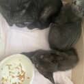 レスキュー要請で保護致しました