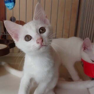 まっしろな白猫くん【譲渡会参加】