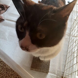 【至急探しています】甘えん坊な三毛猫（避妊済み）