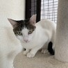 サバ白　女の子　5歳　ラスカちゃん サムネイル3