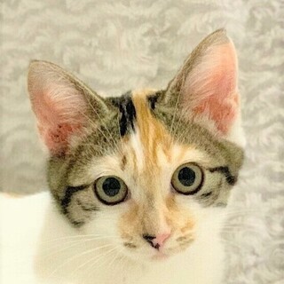 9/11　譲渡会参加予定☆ラプちゃん