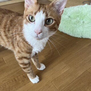 可愛い茶白の1歳の春翔くん、里親募集中