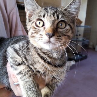 人見知り、猫見知りなし！の穏やかな男の子