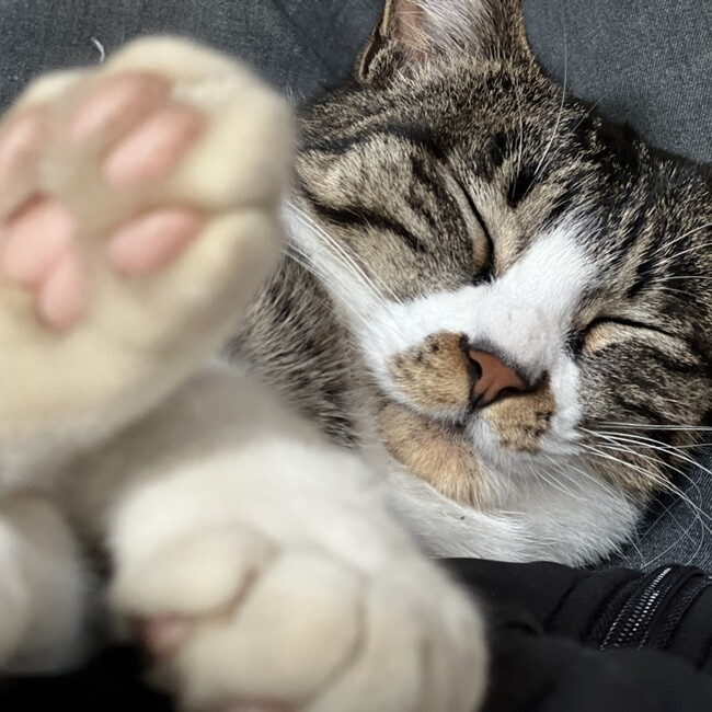 lolo.のカバー写真