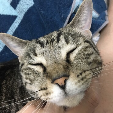 一昨日の夜から昨日、今日と食べたら嘔吐を繰り返すので、吐き気止めの注射打ってきました。疲れたね、病院。頑張ったね、病院。体重は、7.1キロでした！