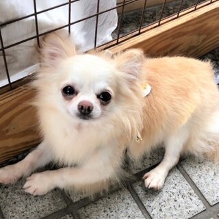つじおかちゃん