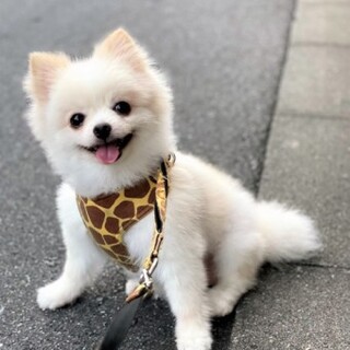 クリントン