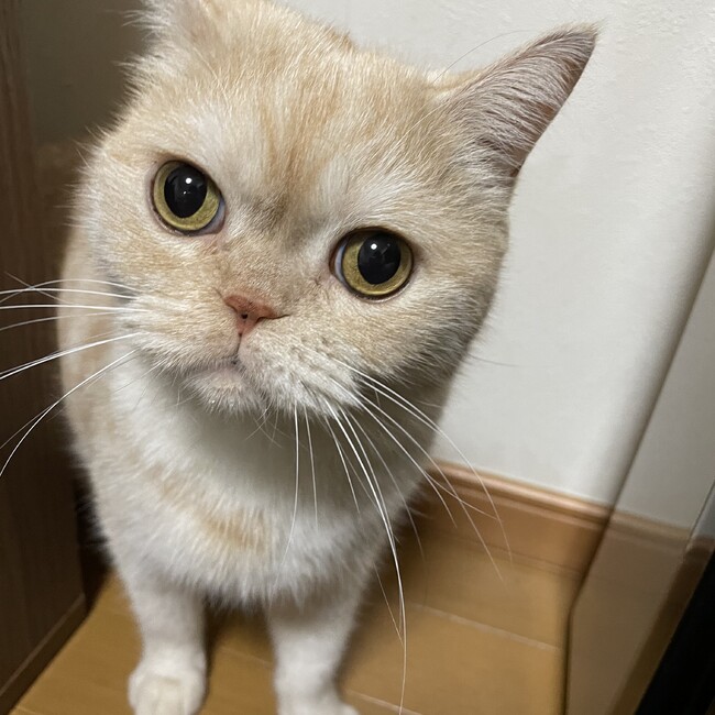 52605102のカバー写真