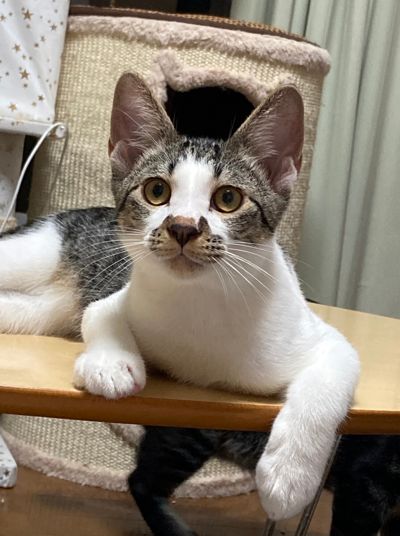 口と鼻にも可愛い猫柄 埼玉県 猫の里親募集 ペットのおうち 月間利用者150万人