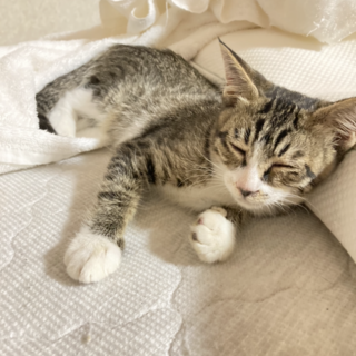 甘えん坊な女の子の子猫