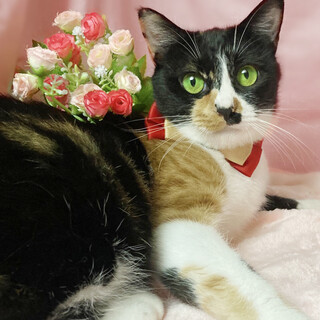 初心者向き♪呼ぶとお返事『ミケちゃん』