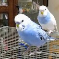セキセイインコ 若鳥