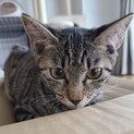 【トーカ】おかげさまで里親様が決まりました。
