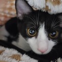 【かぷお】おかげさまで里親様が決まりました。
