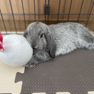 ホーランドロップイヤー♂