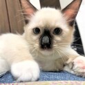 テテ