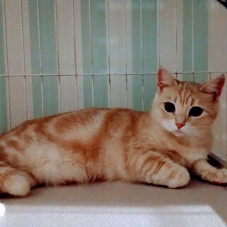可愛い猫ちゃんの里親募集