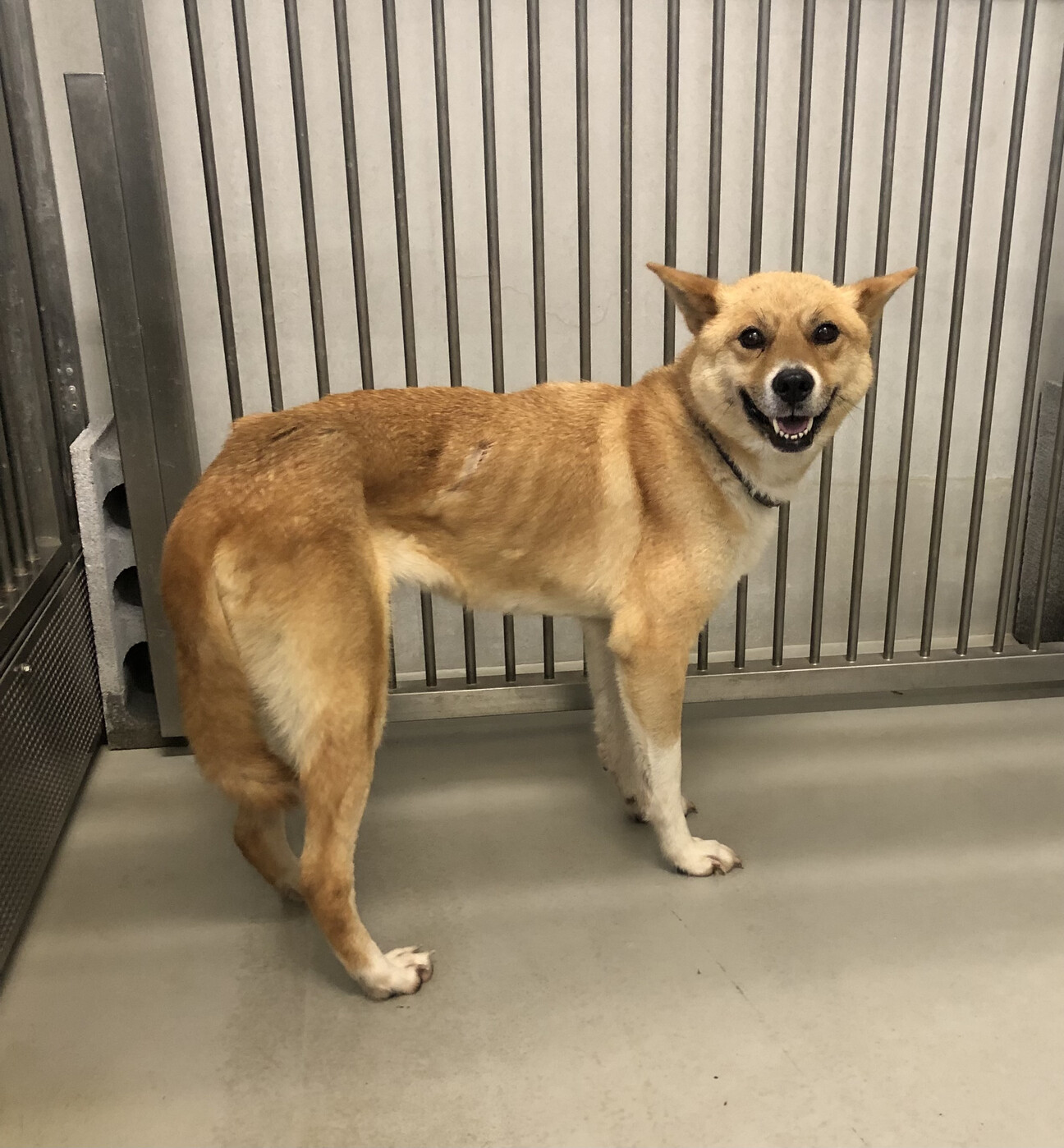 里親様が決まりました 有 山口県 犬の里親募集 ペットのおうち 月間利用者150万人