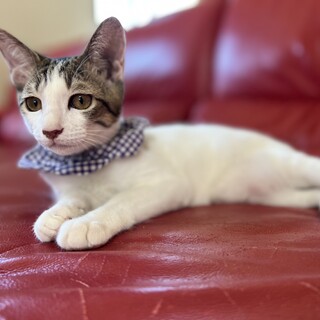 ゴロゴロストーカーなロコ