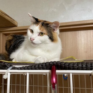 ゴージャス？ではないけど長毛三毛ちゃん