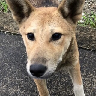 お外で頑張ってきたこの子を幸せにして下さる方