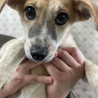 素敵なご縁がありました元気いっぱい可愛い男の子