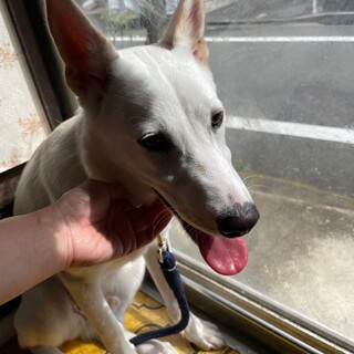 素敵なご縁がありました人懐っこく元気いっぱい