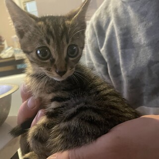 素敵なご縁がありました美形キジトラ子猫ちゃん