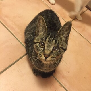 素敵なご縁がありましたキジトラ女の子