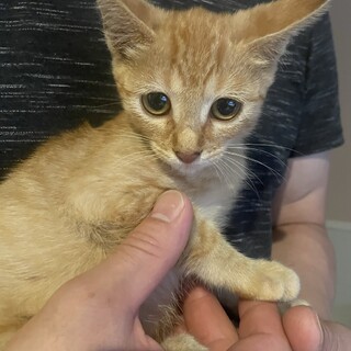 ご縁がありました茶トラ可愛い女の子