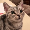 小柄な保護猫乙姫ちゃん里親様決まりました