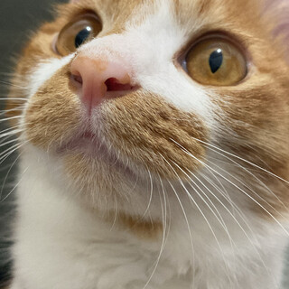 人見知りしない9ヶ月のオス猫さん