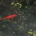 赤い金魚❣️　　2匹！