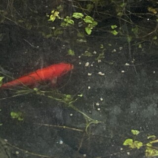 赤い金魚❣️　　2匹！