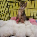 キジ猫男の子(かりん君)トライアル中
