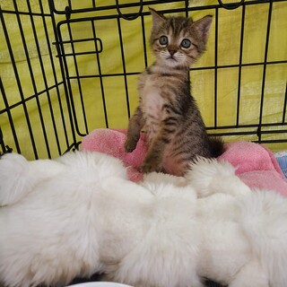 キジ猫男の子(かりん君)トライアル中