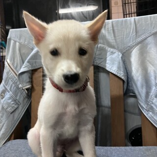 生後約2ヶ月の子犬里親緊急募集