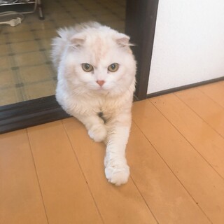 急募スコティッシュオス