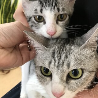 ☆アメショ風☆パッチリお目目のマリーandルイ君