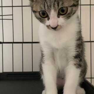 生後4ヶ月♀避妊手術済み