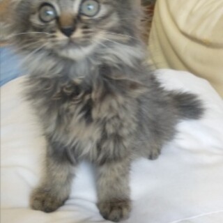 モッフモフの可愛い子猫です！