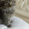 モッフモフの可愛い子猫です！ サムネイル2