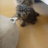 モッフモフの可愛い子猫です！ サムネイル3