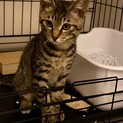 生後4ヶ月♂去勢手術済み