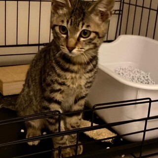 生後4ヶ月♂去勢手術済み