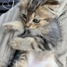 モッフモフの可愛い子猫です！ サムネイル4