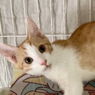 映え❣️茶白②自由奔放ヤンチャ盛りのリキくん。