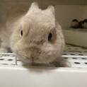 【2歳オス】ちっちゃくて可愛いうさぎ