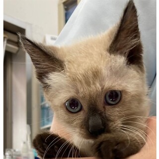 過酷な環境でがんばってきたシャムの蒼（あお）くん