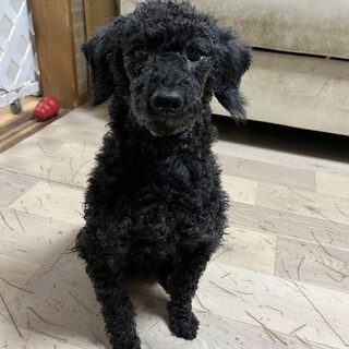 トイプードル　7歳♂
